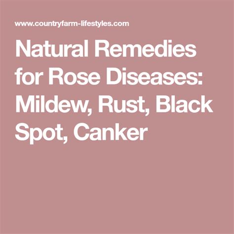 Natural Remedies for Rose Diseases: Mildew, Rust, Black Spot, Canker ...