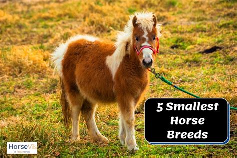 Top 5 World's Smallest Horse Breeds (Pictures & History)