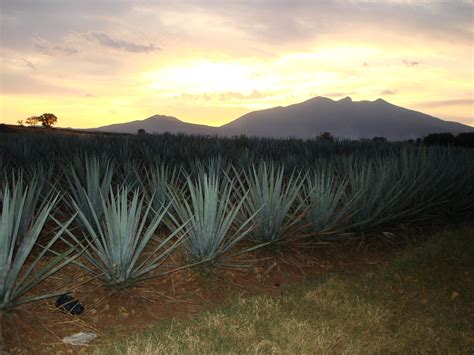 Tequila: bebida prehispánica | Catado De Tequila