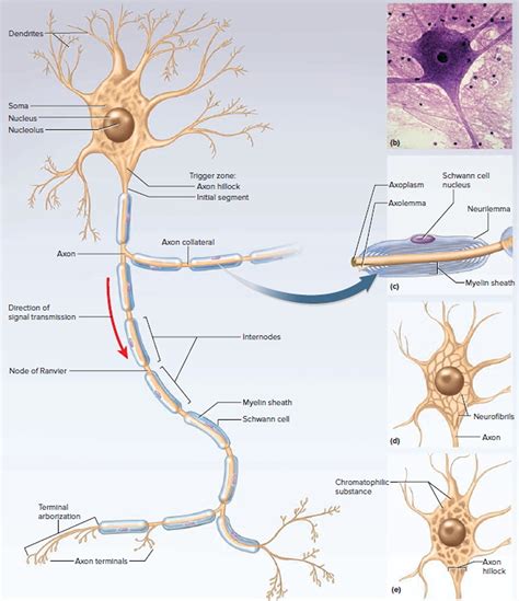 Brain and neuron printables - nfcbxe