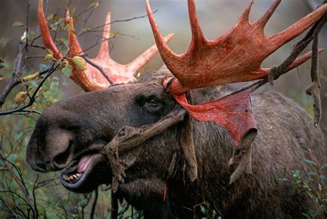 Do Moose Shed Their Antlers?