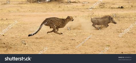 4,469 Cheetah Chasing Prey Images, Stock Photos & Vectors | Shutterstock