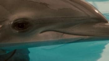 Dolphin Tale Movie Review | Common Sense Media