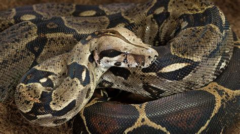 Six-foot boa constrictor 'on the loose' in Essex | Offbeat News | Sky News