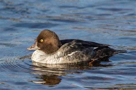 Female Goldeneye | Female Goldeneye on the River Esk Musselb… | John ...