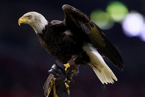 A Bald Eagle Has Died from Lead Poisoning in Michigan's UP