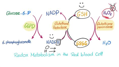 Glucose-6-phosphate Dehydrogenase (G6PD) Enzyme - ROS Scavenger ...