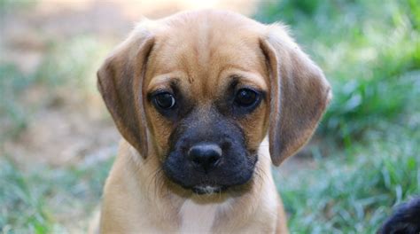 Puggle (Pug/Beagle) Breed Profile and Information : 2021 Edition