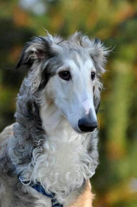 z- Borzoi- Head (American Kennel Club) | Dog breeds, Dogs, Borzoi dog