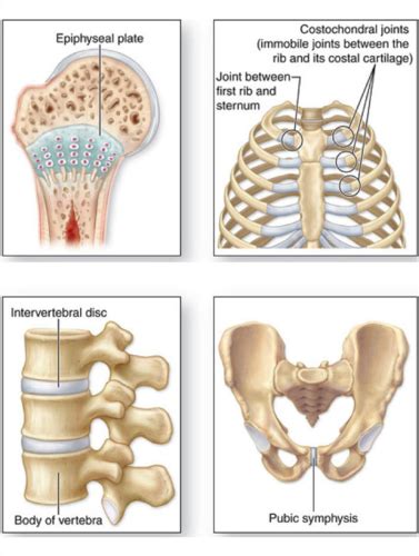 chp 9 anatomy Flashcards | Quizlet