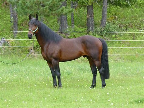 Cleveland Bay Stallion | windover-ranch.ca