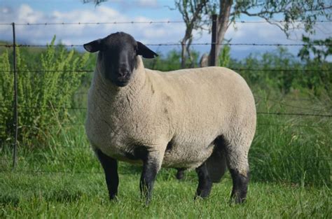 Suffolk Sheep Breeders - Hatari Farming