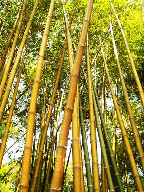 Free stock photos of bamboo · Pexels