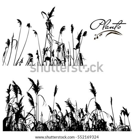 Set Stems Branches Water Plants Silhouette Stock Vector 552169324 ...