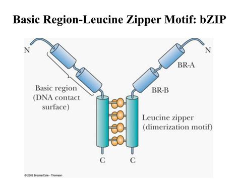 PPT - Eukaryotic RNA Polymerases PowerPoint Presentation, free download ...