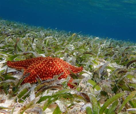 Red Cushion Sea Star (Oreaster reticulatus) - ANGARI Foundation