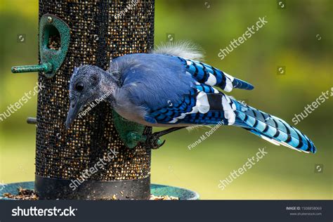 Blue Jay Molting Feathers Stock Photo 1508858069 | Shutterstock