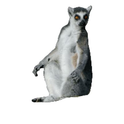 Lemur Transparent Free PNG - PNG Play