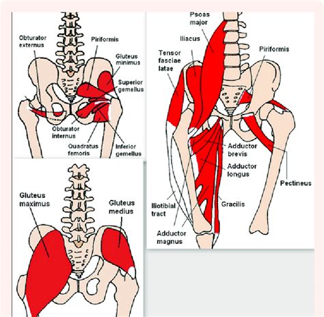 Diagram Of Pelvic Area