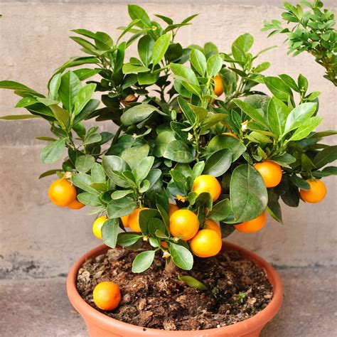 TANGERINE FRUIT TREE REAL LIVE PLANT CITRUS 3"6"SEEDLING MANDARIN ...