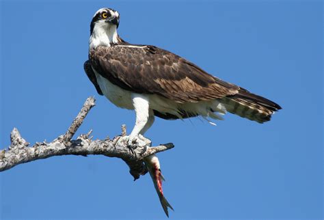 Osprey, Pandion haliaetus