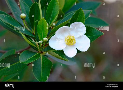 Flower on loblolly bay Gordonia lasianthus tree trees flowers Stock ...