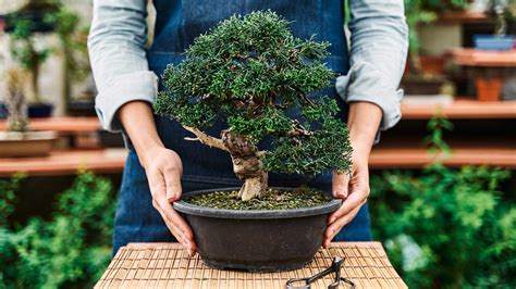 How to care for a bonsai tree: simple tips for these plants | Gardeningetc