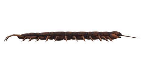 Centipede isolated on a Transparent Background 24249128 PNG