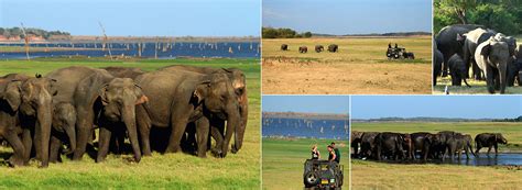 Minneriya National Park | Wildlife Safari Holidays in Sri Lanka ...