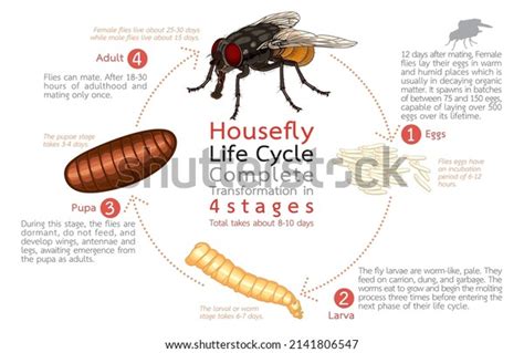 Infographic Illustration Housefly Life Cycle Complete Stock Vector ...