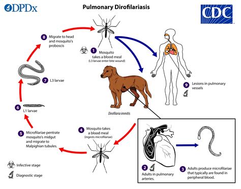 What Is The Genus And Species Of A Dog