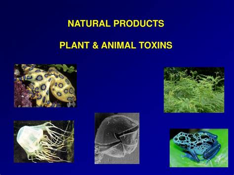 PPT - NATURAL PRODUCTS PLANT & ANIMAL TOXINS PowerPoint Presentation ...