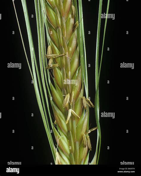 Two row malting barley ear in flower with anthers developed Stock Photo ...