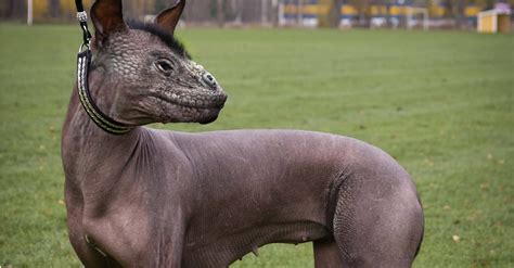 25 Animal Hybrids That Will Give You Nightmares. You Cannot Unsee #8 ...