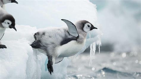 Scientists reveal the secret lives of emperor penguin chicks - CNET