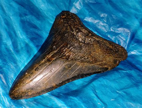 Megalodon Shark Teeth Facts