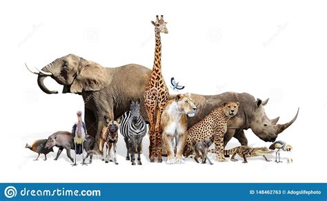 Large group of African safari animals together | Safari, African ...