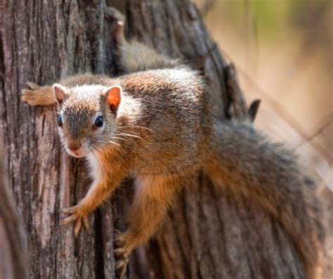 Tree squirrel climbing up a tree, clinging to the side | Squirrel, Fox ...