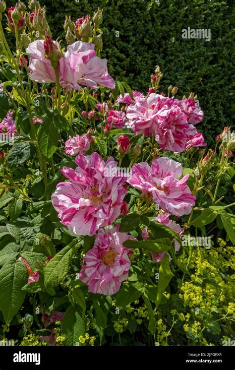 Bush shrub rose garden uk hi-res stock photography and images - Alamy