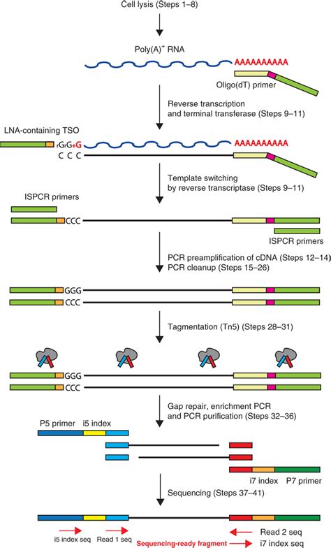 Full-length RNA-seq from single cells using Smart-seq2 | RNA-Seq Blog