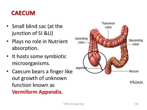 Digestion and absorption