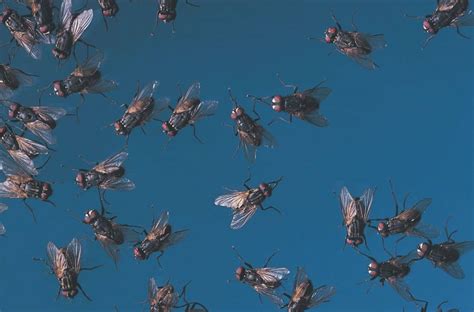 Dream about Swarm of Flies? (11 Spiritual Meanings)