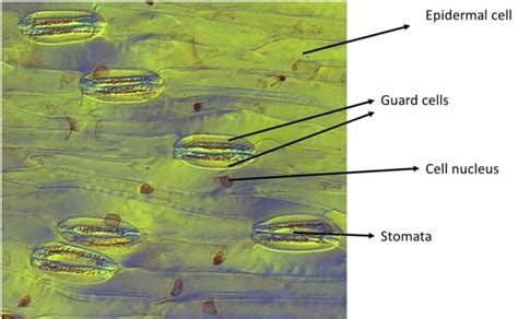 Epidermal Cells: A Complete Overview – Microscope Clarity