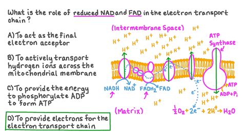 Question Video: Recalling the Role of NADH and FADH2 in the Electron ...