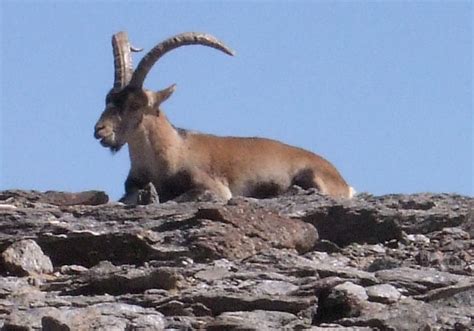 News from Sierra Nevada Guides: Wildlife in Spain’s Sierra Nevada Mountains