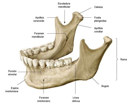 Anatomía del Cráneo y Cara: Huesos Impares de la Cara por Javier García ...