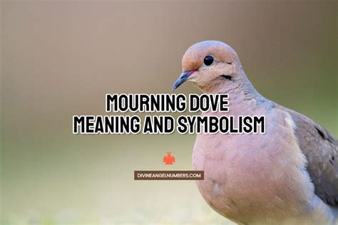 Mourning Dove Meaning