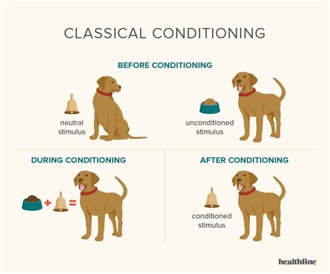 What Was The Aim Of Pavlov’S Dog Experiment: Uncovering Its Scientific ...