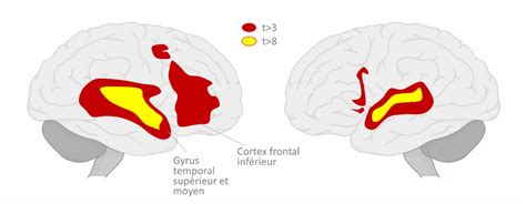 PDF le fonctionnement du cerveau en anglais PDF Télécharger Download