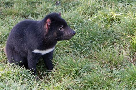 Tasmanian Devil, Marsupial, carnivore, side view, animals in the wild ...